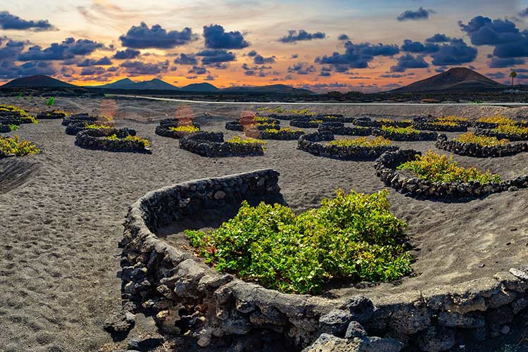 La Geria Lanzarote, vulkanisch wijngebied cirkels