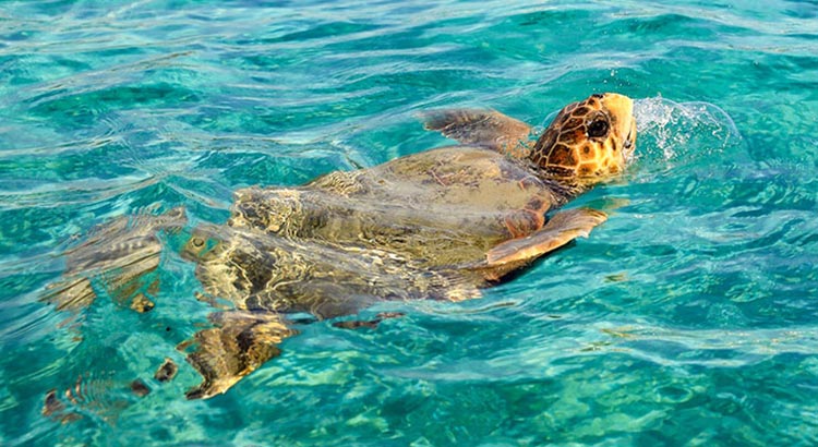 Schildpadden op Zakynthos: hier spot je ze!