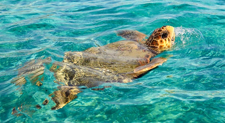 Schildpadden Zakynthos