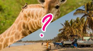 Gambia of Senegal: welk Afrikaans land past bij jou?