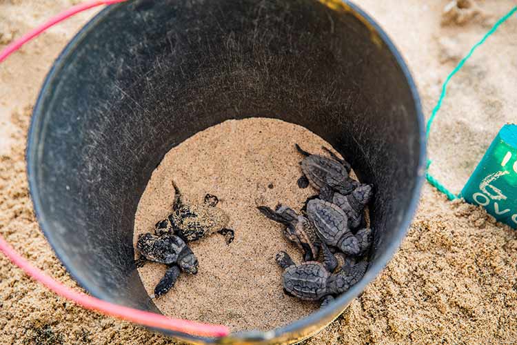 Schildpadden spotten Kaapverdië in emmer