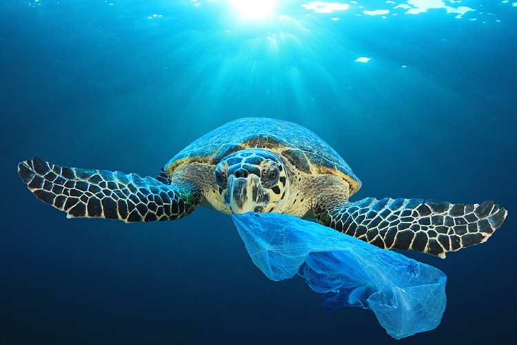 Schildpadden spotten Kaapverdië