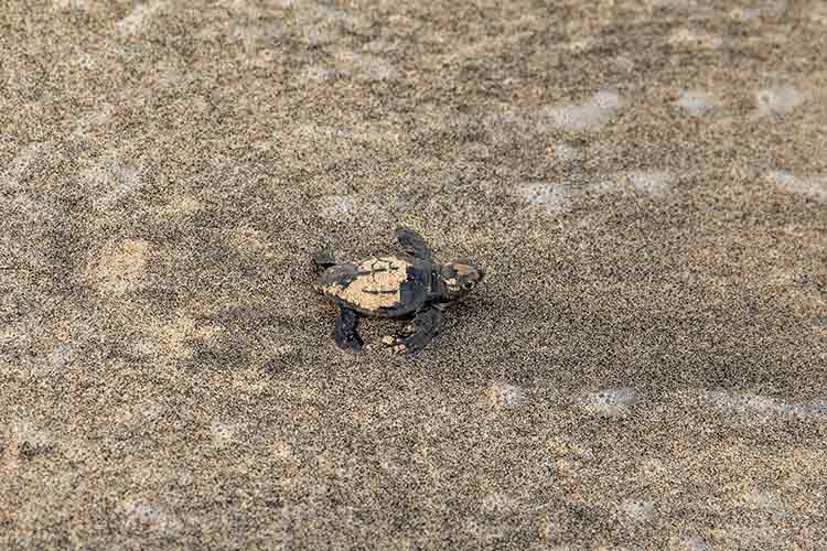 Schildpadden spotten Kaapverdië strand