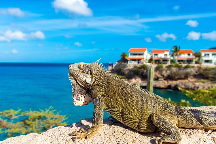 Wat te doen op Curaçao: Playa Lagun