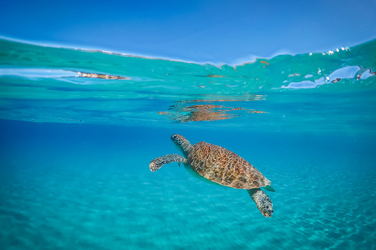 Wat te doen op Curaçao: zwemmen met schildpadden
