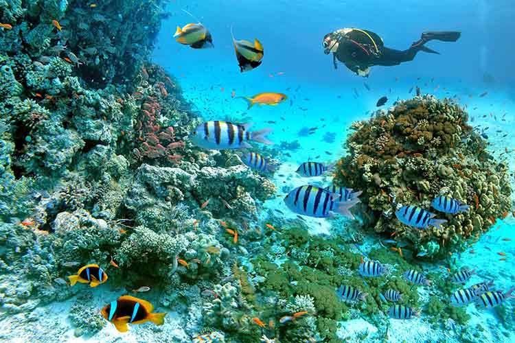 Zon in januari: Egypte