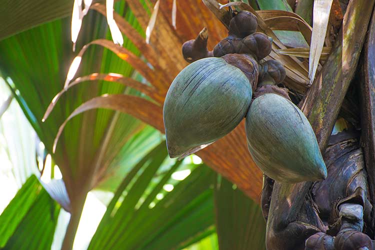 Redenen Seychellen zeekokosnoten