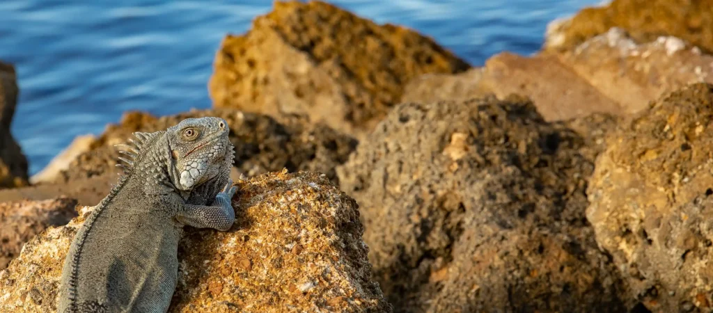 Dieren Curaçao