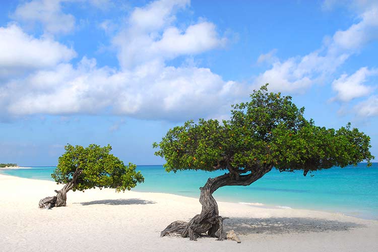 Vakantie ABC eilanden; Aruba