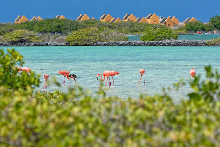 Vakantie ABC eilanden; Bonaire
