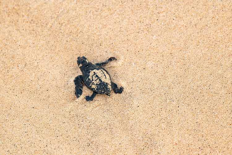 Doen op Sal: Schildpadden spotten