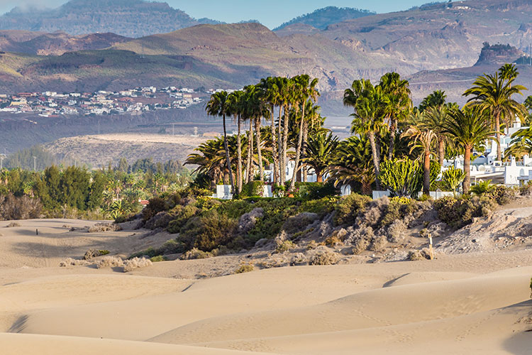 Dunas de Maspalomas op Gran Canaria: palmbomen