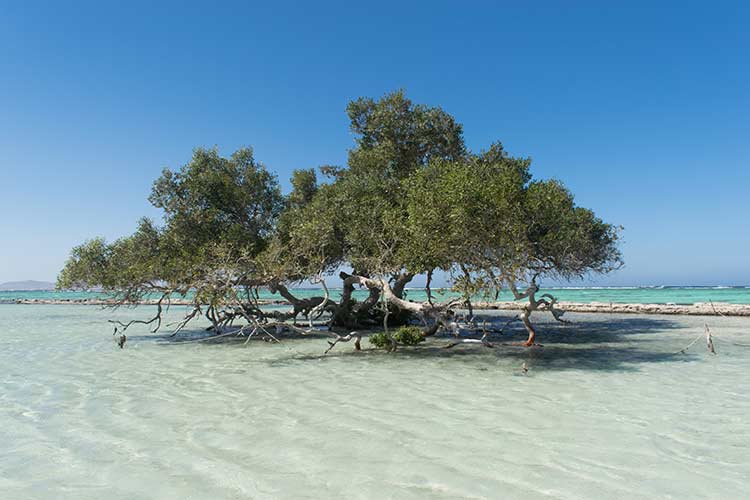 Bijzondere natuur in Egypte vind je in National park Wadi el Gemal: Mangrove