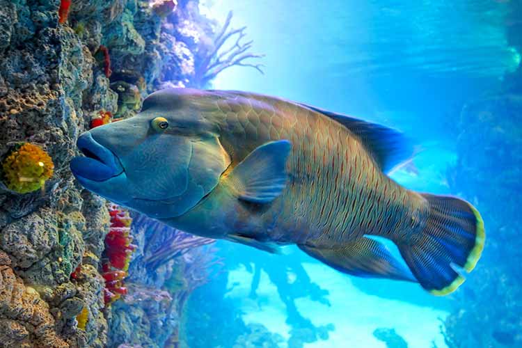Duiken Hurghada Napoleonvis
