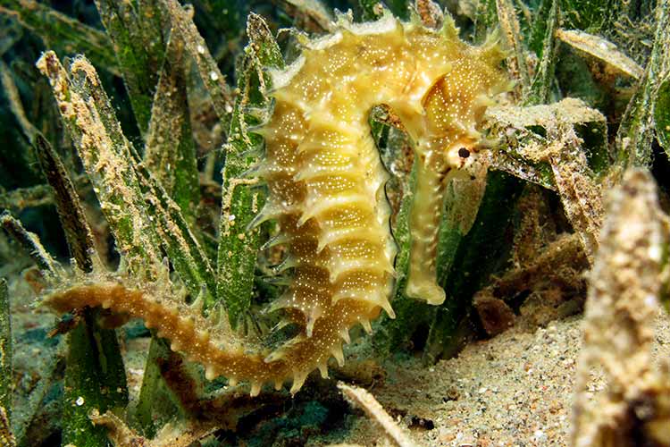 Duiken Hurghada Zeepaardje