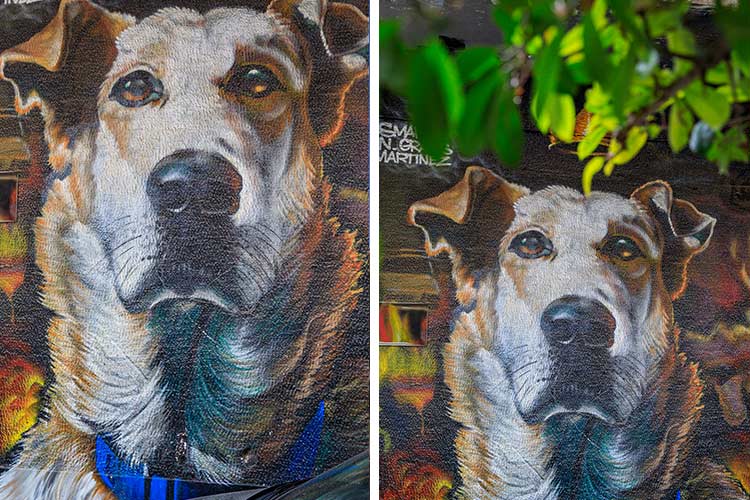 Street art Athene zwerfhond