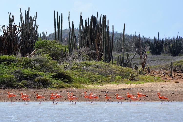 Wat te doen op Bonaire: flamingo's spotten