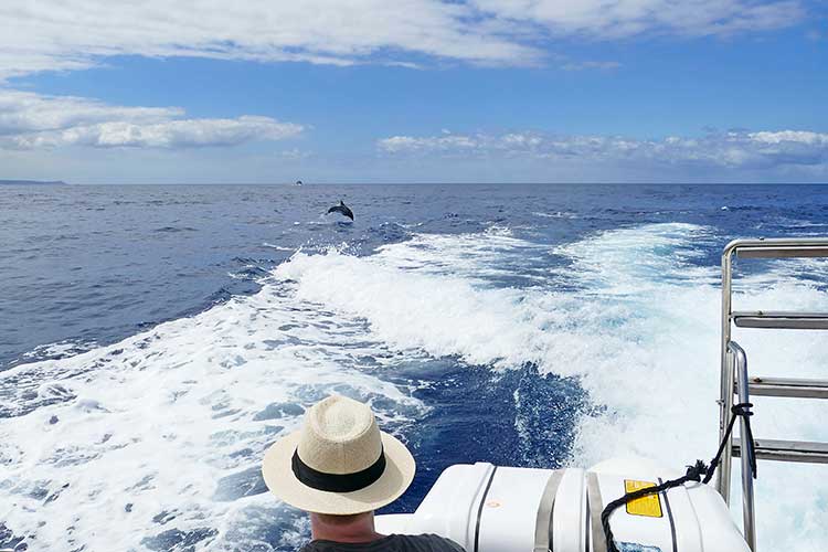 Excursies op Tenerife; dolfijnen spotten