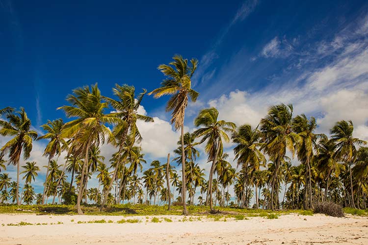 Caribische Eilanden; Dominicaanse Republiek