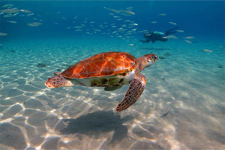 Wat te doen op Aruba: Snorkelen of duiken