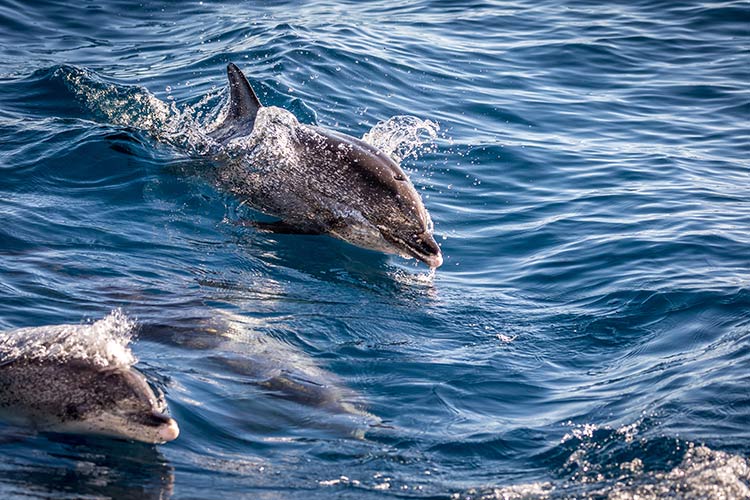 Excursies Gran Canaria: doflijnen spotten