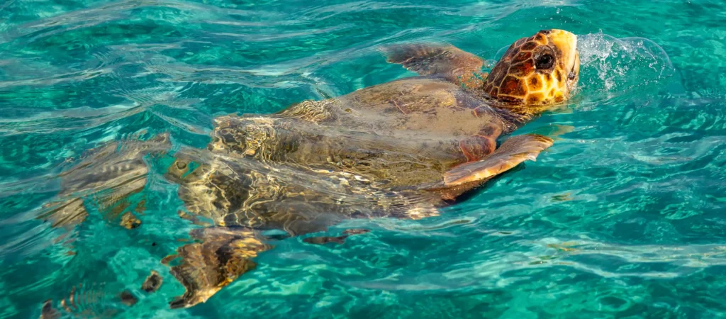 Schildpadden Zakynthos spotten