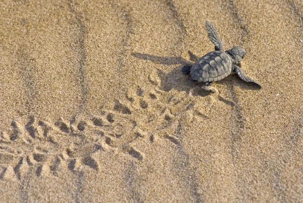 Schildpadden Zakynthos spotten: Caretta Caretta