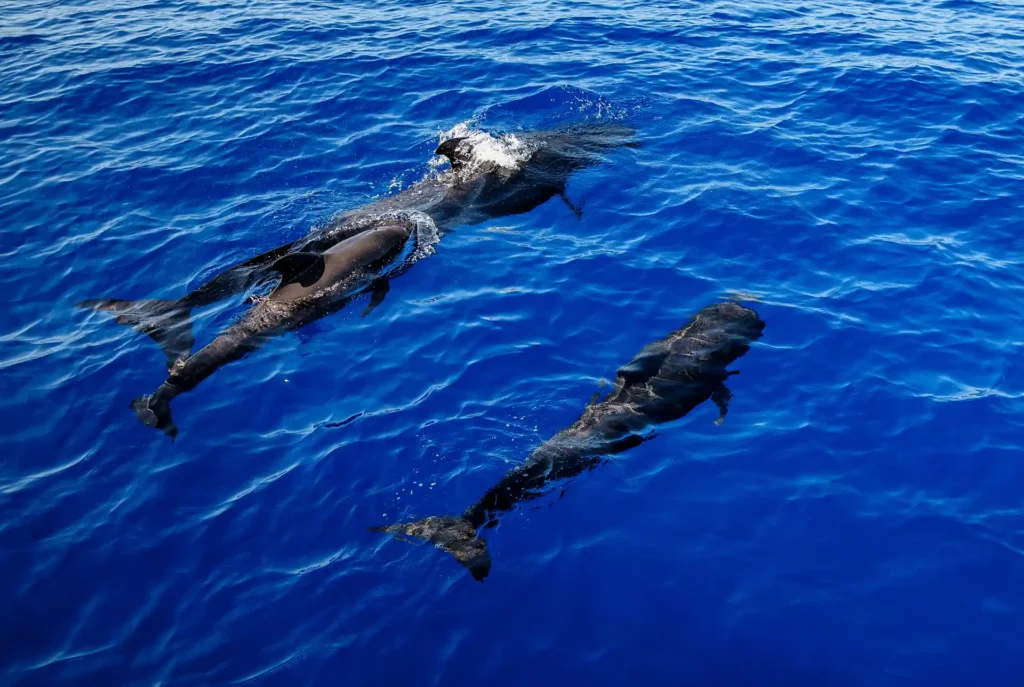 Insider tips Tenerife: dolfijnen